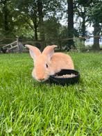 Jonge gele vlaamse reuzen, Dieren en Toebehoren, Meerdere dieren, Groot, 0 tot 2 jaar