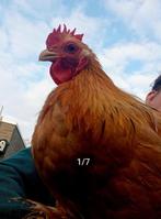 Fluffy Cochin-gentleman zoekt gouden hok!, Mannelijk, Kip