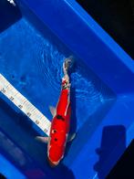 Doitsu sanke, Dieren en Toebehoren, Karper of Koi