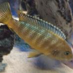 Meerdere cichlides ( Pseudotropheus saulosi ) te koop, Dieren en Toebehoren, Vis