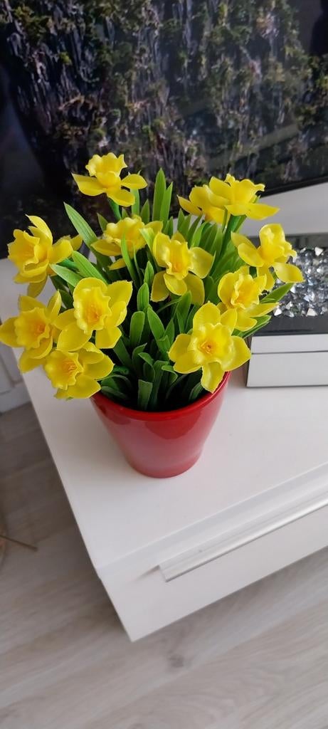 Narcis, Ophalen of Verzenden