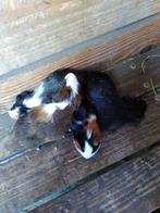 Jonge cavia beertjes te koop, Dieren en Toebehoren, Cavia, Augustus, Mannelijk, Tam