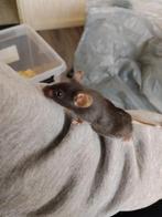 Muisjes (voeder) te koop, Muis, November, Meerdere dieren, Tam