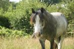 Welsh A pony, 2,5 jarige ruin, Ruin, A pony (tot 1.17m), 3 tot 6 jaar, Onbeleerd