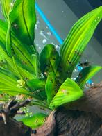 Crystal black garnalen, Dieren en Toebehoren, Vissen | Aquariumvissen, Kreeft, Krab of Garnaal, Zoetwatervis, Schoolvis