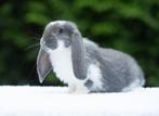 Franse hangoren, Dieren en Toebehoren, Konijnen, Mannelijk, Groot, Hangoor, 0 tot 2 jaar