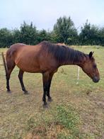 Rijpony, Dieren en Toebehoren, Ruin, Recreatiepony