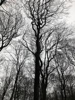 Gezocht Storm boom in barneveld of omgeving, Ophalen, Volle zon, Overige soorten