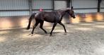 Jonge springpaarden, Dieren en Toebehoren, Paarden, Merrie, Springpaard, Gechipt, Zadelmak