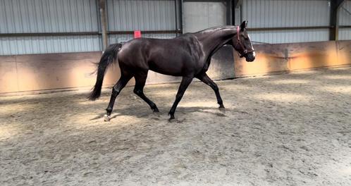 Jonge springpaarden, Dieren en Toebehoren, Paarden, Merrie, Zadelmak, 165 tot 170 cm, 3 tot 6 jaar, Springpaard, Met stamboom