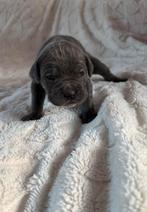 Cane Corso pups te koop – geboren 15 december, Overige rassen, 8 tot 15 weken, Meerdere, Meerdere dieren