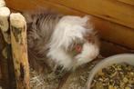 Jonge cavia's (zeugjes), Juni, Vrouwelijk, Cavia