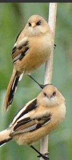 Mooi onverwant koppeltje baardmannetjes 2025., Meerdere dieren, Tropenvogel, Geringd