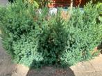 Chinese juniper, Tuin en Terras, Planten | Bomen, Ophalen of Verzenden