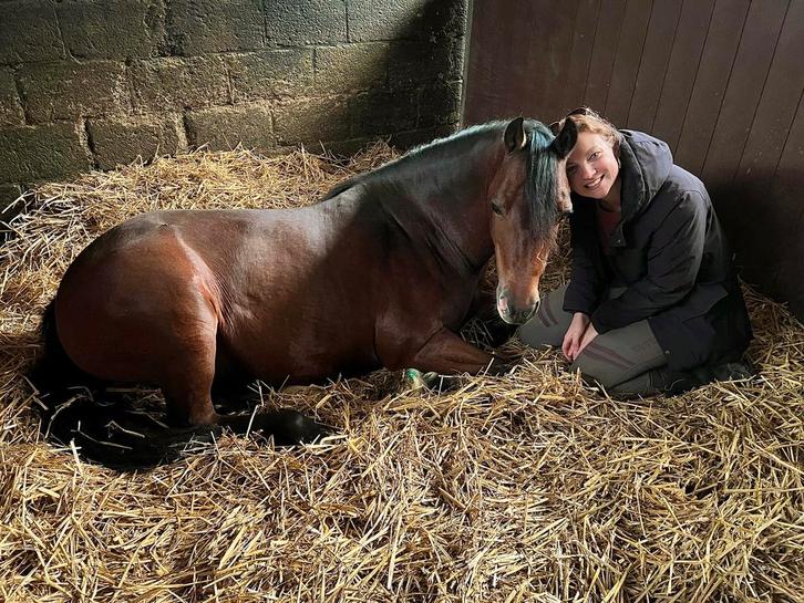 Stal met uitloop gezocht, Dieren en Toebehoren, Paarden en Pony's | Verzorgingsproducten, Gebruikt, Ophalen of Verzenden