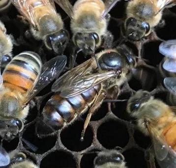 Bijenkoningin kaukasisch standbevrucht beschikbaar voor biedingen