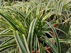 Siergrassen te koop, Tuin en Terras, Planten | Tuinplanten, Ophalen, Zomer, Siergrassen, Volle zon
