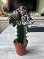 Euphorbia Lactea, Ophalen of Verzenden, In pot, Halfschaduw, Minder dan 100 cm