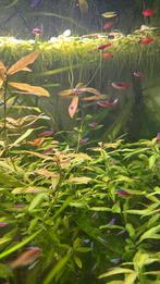 Kardinaalteras, Dieren en Toebehoren, Vissen | Aquariumvissen, Vis
