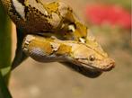 Netpython retic python nk2024, Dieren en Toebehoren, Reptielen en Amfibieën, Slang