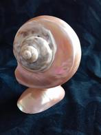 Parelmoerschelp, Ophalen of Verzenden, Schelp(en)