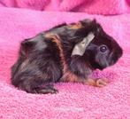 Zwart rood borstel mix cavia, Dieren en Toebehoren, Augustus, Vrouwelijk, Cavia