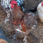 Te koop Cochin haantjes kriel, Dieren en Toebehoren, Pluimvee, Mannelijk, Kip