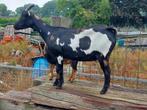 dwerggeit zwartbont + maanvlekjes  + boklam, Dieren en Toebehoren, Schapen, Geiten en Varkens, Vrouwelijk, Geit, 3 tot 5 jaar