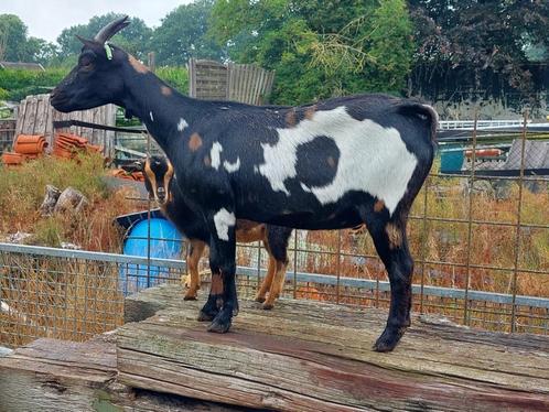 dwerggeit zwartbont + maanvlekjes  + boklam, Dieren en Toebehoren, Schapen, Geiten en Varkens, Geit, Vrouwelijk, 3 tot 5 jaar