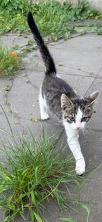 Kitten, Dieren en Toebehoren, Katten en Kittens | Raskatten | Korthaar, Kater, 0 tot 2 jaar