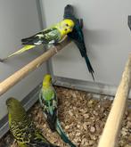 Blackwing parkieten, Dieren en Toebehoren, Vogels | Parkieten en Papegaaien, Meerdere dieren, Parkiet