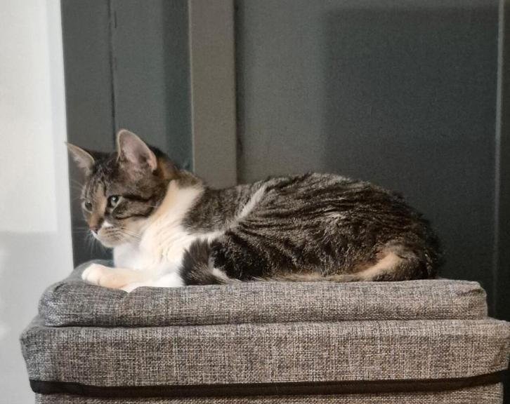 Europese korthaar ter overname!, Dieren en Toebehoren, Katten en Kittens | Overige Katten, Poes