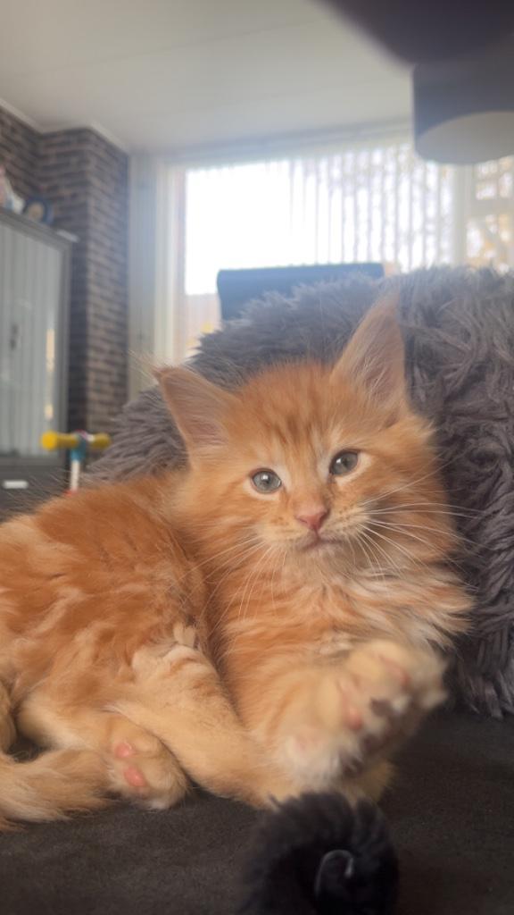 Maine Coon kitten, Dieren en Toebehoren, Katten en Kittens | Raskatten | Langhaar, Kater, 0 tot 2 jaar, Gechipt, Ontwormd, Ingeënt