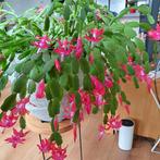 Kerstcactus met roze bloemen, Huis en Inrichting, Ophalen, Halfschaduw, Minder dan 100 cm, Bloeiende kamerplant