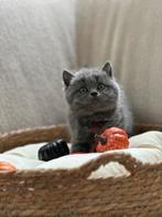 Britse kort haar, Dieren en Toebehoren, Katten en Kittens | Raskatten | Korthaar, Meerdere dieren, Ontwormd