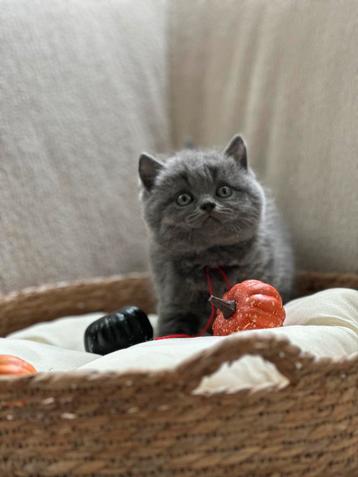 Britse kort haar beschikbaar voor biedingen