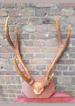 Prachtig MEGA Rusa Sambar hert ( Aziatisch ) schedel herten, Verzamelen, Dierenverzamelingen, Ophalen of Verzenden, Zo goed als nieuw