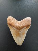 megalodon tand, Ophalen of Verzenden, Fossiel