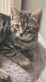 Lieve sociale kitten x ras, Kater, 0 tot 2 jaar