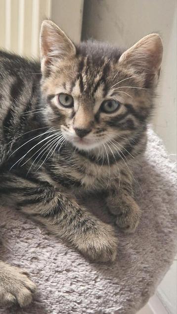 Lieve sociale kitten x ras beschikbaar voor biedingen