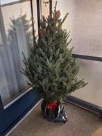 Kerstboom- echt, Ophalen of Verzenden