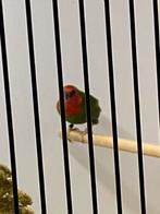 Roodkop papegaai amadine pop, Dieren en Toebehoren, Vogels | Overige Vogels, Vrouwelijk