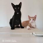 SUPER URGENT Millie-Candy 6mnd. Bulgarije vriendelijk/speels, Dieren en Toebehoren, Katten en Kittens | Overige Katten, Meerdere dieren