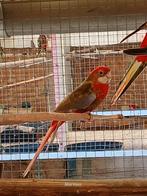 mutatie,s rosella,s, Dieren en Toebehoren, Vogels | Parkieten en Papegaaien, Meerdere dieren, Parkiet, Geringd