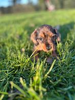 Klein merle ruwhaar dwergteckel pup teefje, Dieren en Toebehoren, Parvo, 8 tot 15 weken, Teef, Dwerg