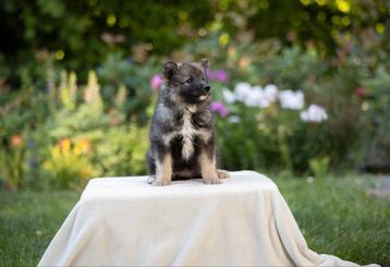 Gesocialiseerde kruising Finse Lappenhond beschikbaar voor biedingen