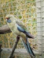 strogele rosella, Dieren en Toebehoren, Vogels | Parkieten en Papegaaien, Meerdere dieren, Parkiet