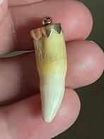 Vintage Leeuwentand met 14 karaat gouden beslag, Ophalen of Verzenden, Zo goed als nieuw, Goud, Kruis of Symbool