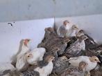 Mooie Chinese kwartelhennen, diverse kleuren, Dieren en Toebehoren, Pluimvee, Vrouwelijk, Overige soorten