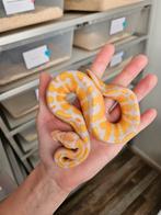 Lavender Albino 0.1 vrouwtje 2025 Python Regius, Slang